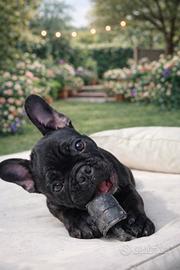 Cuccioli di bulldog francese