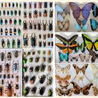 Collezione privata entomologica tropicale 
