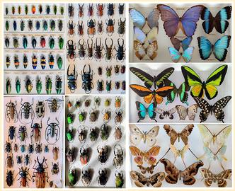Collezione privata entomologica tropicale 