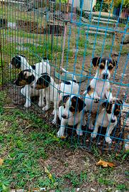 Cuccioli Jack Russel