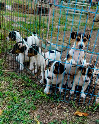 Cuccioli Jack Russel