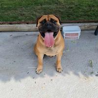Bullmastiff per monta