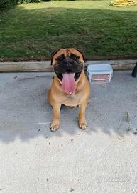 Bullmastiff per monta