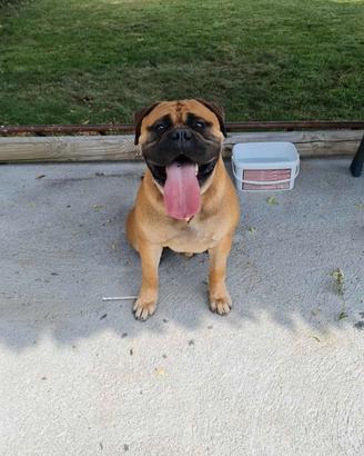 Bullmastiff per monta