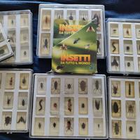 collezione insetti completa