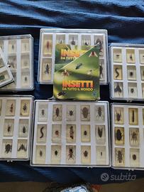 collezione insetti completa