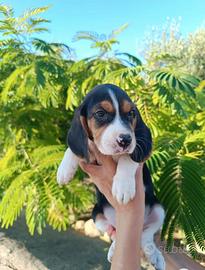 Beagle tricolore 