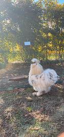 Gallo moroseta
