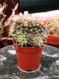 Mammillaria zeilmanniana var. albiflora