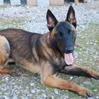 Pastore belga malinois