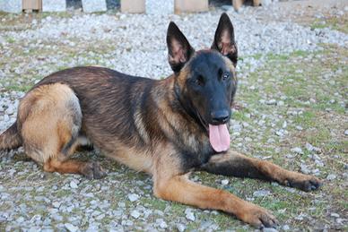 Pastore belga malinois