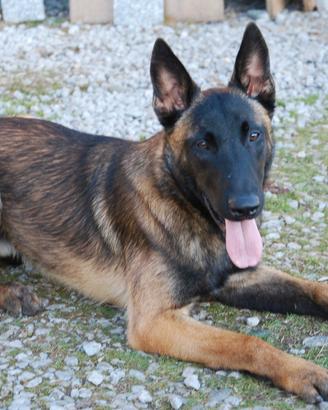 Pastore belga malinois