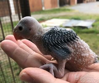 Parrocchetto dal collare