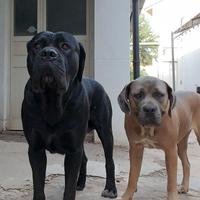 Cuccioli cane corso