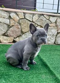 Bulldog francese