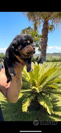 Cuccioli di rottwailer