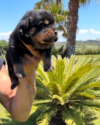 Cuccioli di rottwailer