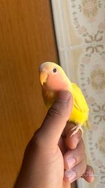 Inseparabile allevato a mano