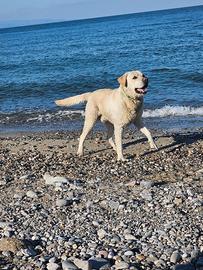Labrador maschio per monta