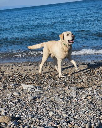 Labrador maschio per monta