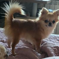 Chihuahua maschio per accoppiamento