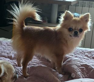 Chihuahua maschio per accoppiamento