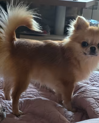 Chihuahua maschio per accoppiamento