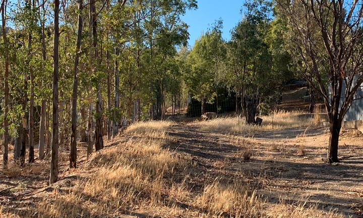 Terreno Alberato Vicino al Mare