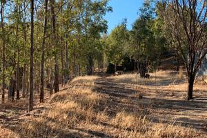 Terreno Alberato Vicino al Mare