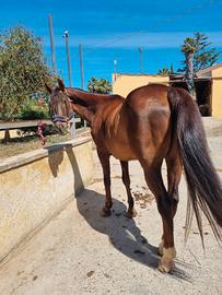 Cavallo
