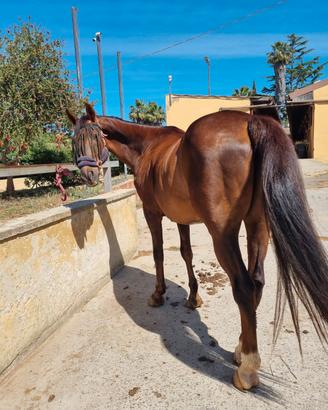 Cavallo