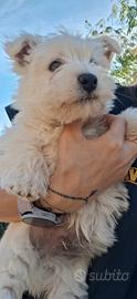 Maschietto west highland white terrier