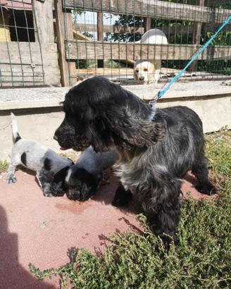 Cuccioli cocker spaniel inglesi