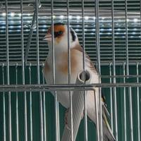 Cardellino mayor pezzato