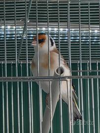 Cardellino mayor pezzato