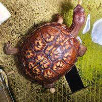 Terrapene carolina carolina 