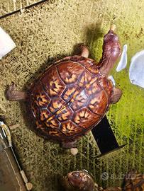 Terrapene carolina carolina 