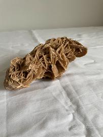 Rosa del deserto grande