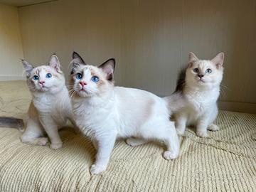 Gattini RAGDOLL