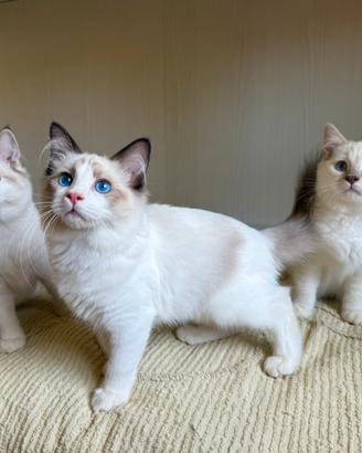 Gattini RAGDOLL