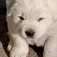 Pastori Abbruzzese di pura razza