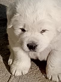 Pastori Abbruzzese di pura razza