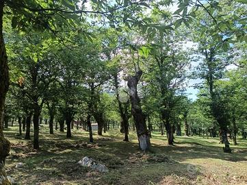 TER. AGRICOLO A SERINO