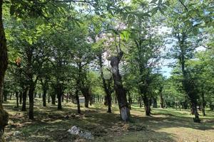 TER. AGRICOLO A SERINO