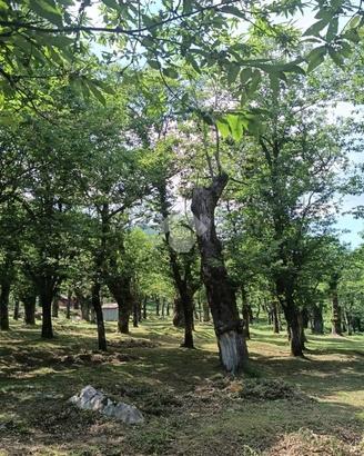 TER. AGRICOLO A SERINO
