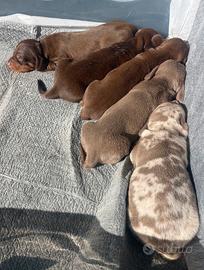 Cuccioli di Bassotto