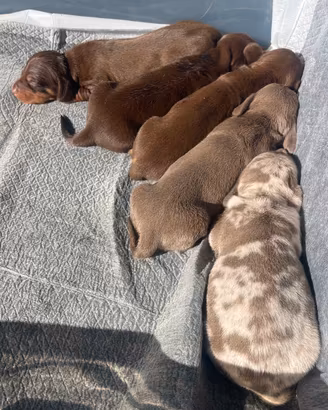 Cuccioli di Bassotto