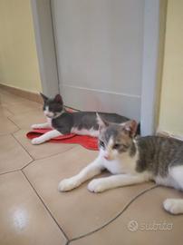Gattini