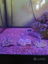 Acquario
