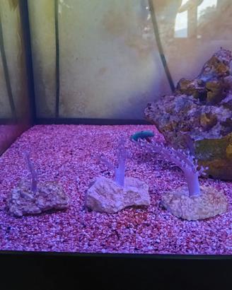 Acquario